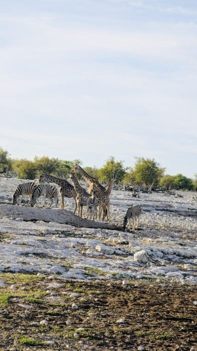Etosha photo 10