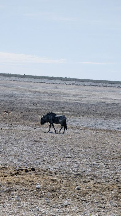 Etosha photo 11