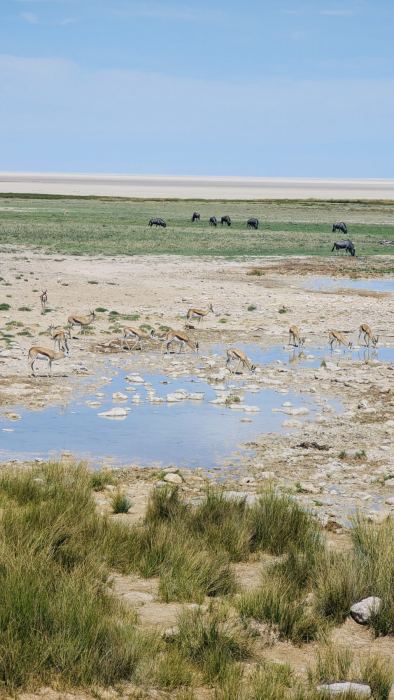 Etosha photo 13