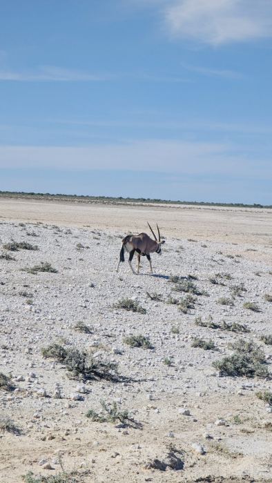 Etosha photo 14
