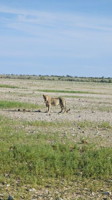 Etosha photo 16
