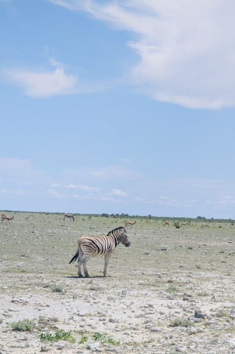 Etosha photo 3