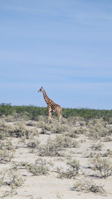Etosha photo 7
