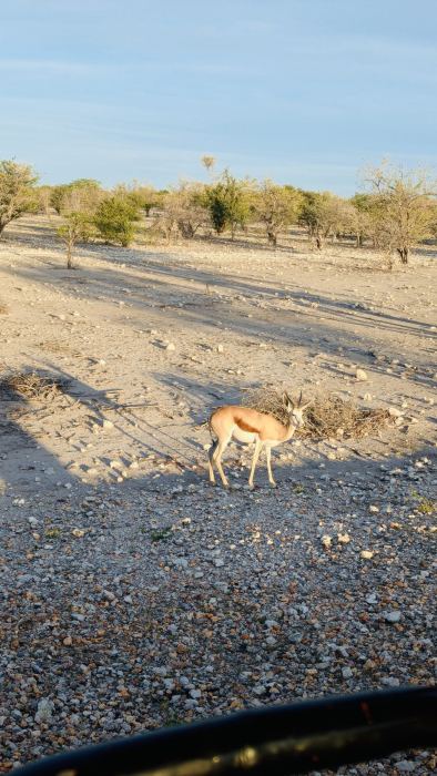 Etosha photo 8