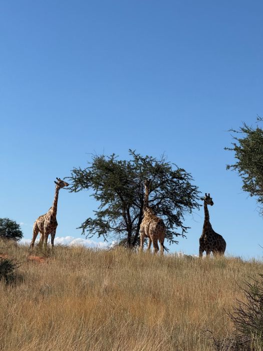 Kalahari photo 11