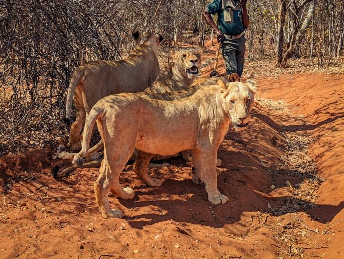 Livingstone photo 14